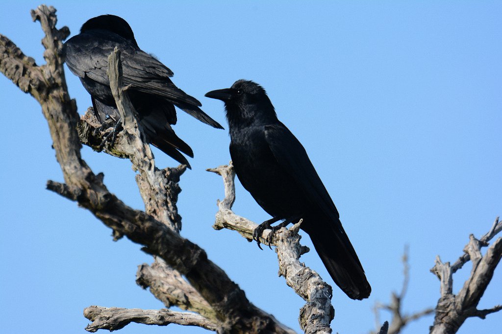 Crow, Fish, 2014-05121991 Pea Island NWR, NC.JPG - Fish Crow. Pea Island National Wildlife Refuge, NC, 5-12-2014